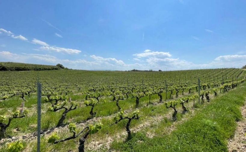  Murua de Masaveu Bodegas, se suma a la viticultura regenerativa 