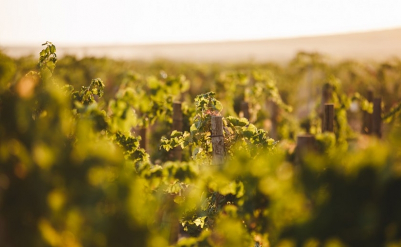 El viñedo ecológico sigue creciendo en España