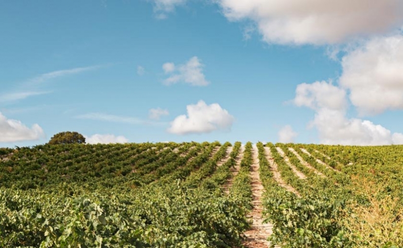 Leda lanza sus primeros vinos con certificado ecológico 