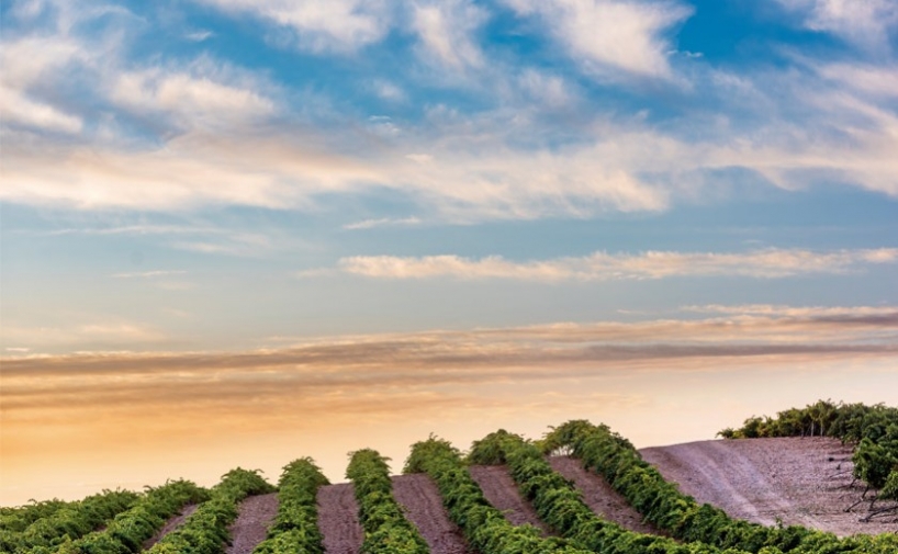 Habrá control de plantaciones de viñedo hasta 2045