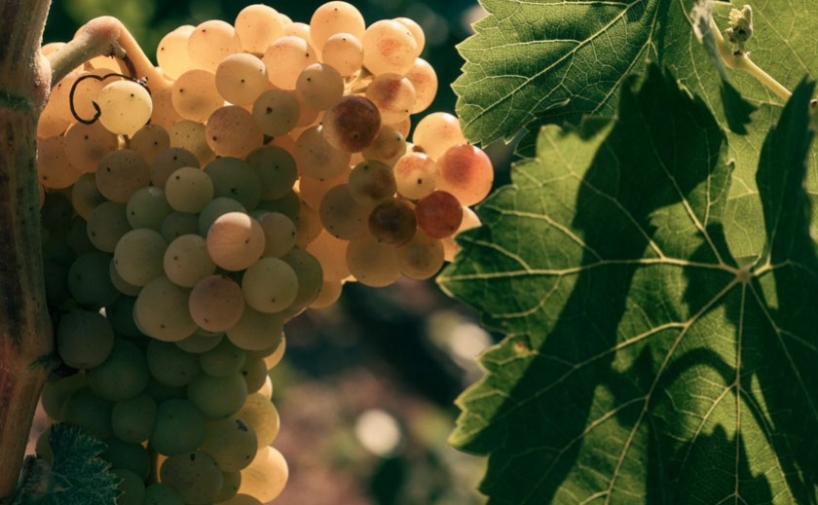 Codorníu pagará la uva más cara para apoyar a los viticultores del Penedès 