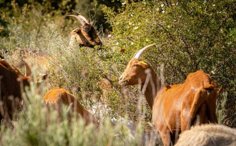 Familia Torres introduce el pastoreo con animales en sus bosques
