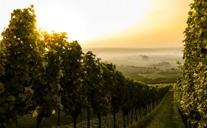 La superficie regada de viñedo se mantuvo estable en 2022