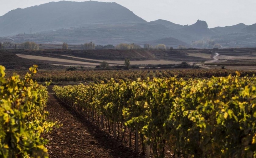 El sector vitivinícola, presente en 2 de cada 3 municipios de La Rioja