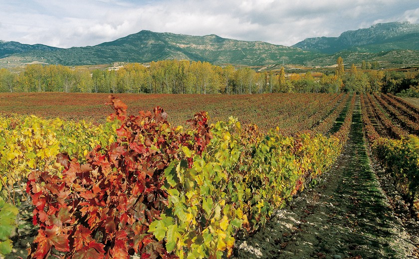 Limitaciones en las plantaciones de viñedo hasta 2045
