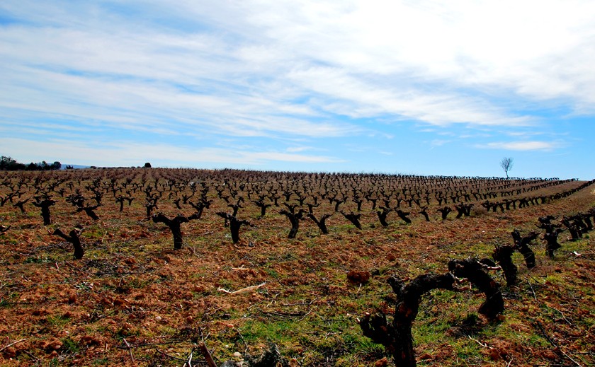 Menos superficie de viñedo reconvertida en 2020