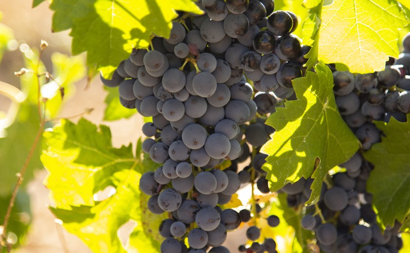 La DO Conca de Barberà triplica en doce años su producción de vinos de Trepat