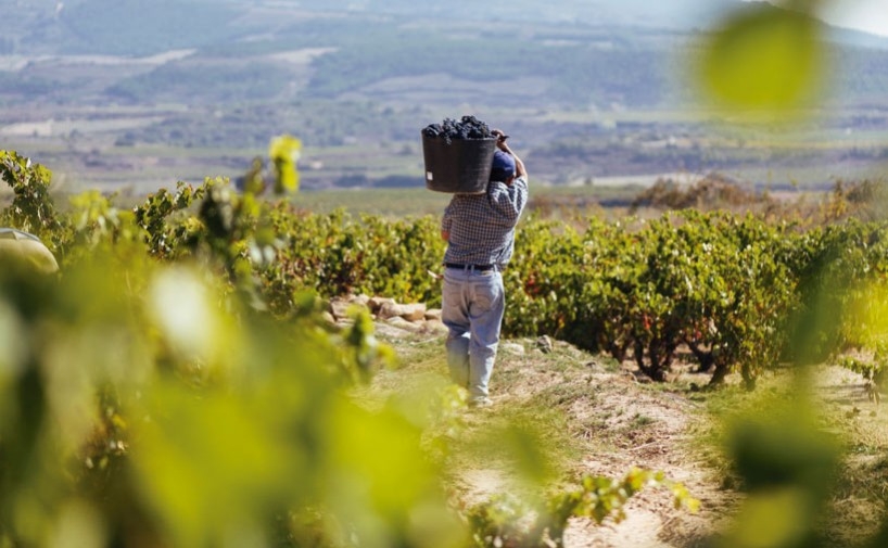 Cinco medidas en el programa de apoyo al vino 2023-27