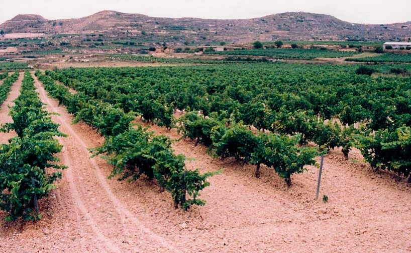 El potencial de producción de vino continúa a la baja en España