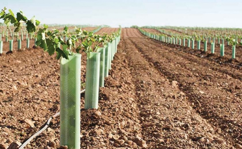 Nuevas plantaciones de viñedos: últimos días para pedir autorización